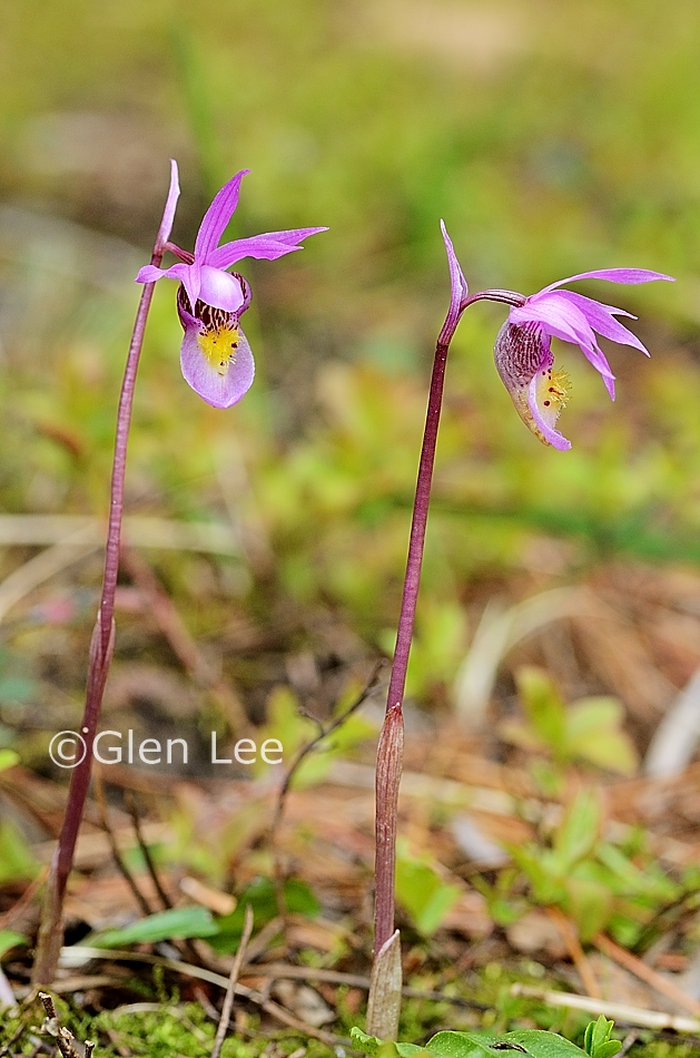 Calypso bulbosa photos Saskatchewan Wildflowers